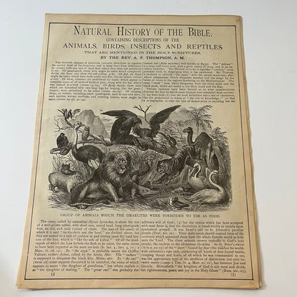 Natural History of the Bible Animals Birds Trees Plants 1892 Book Engravings TK2