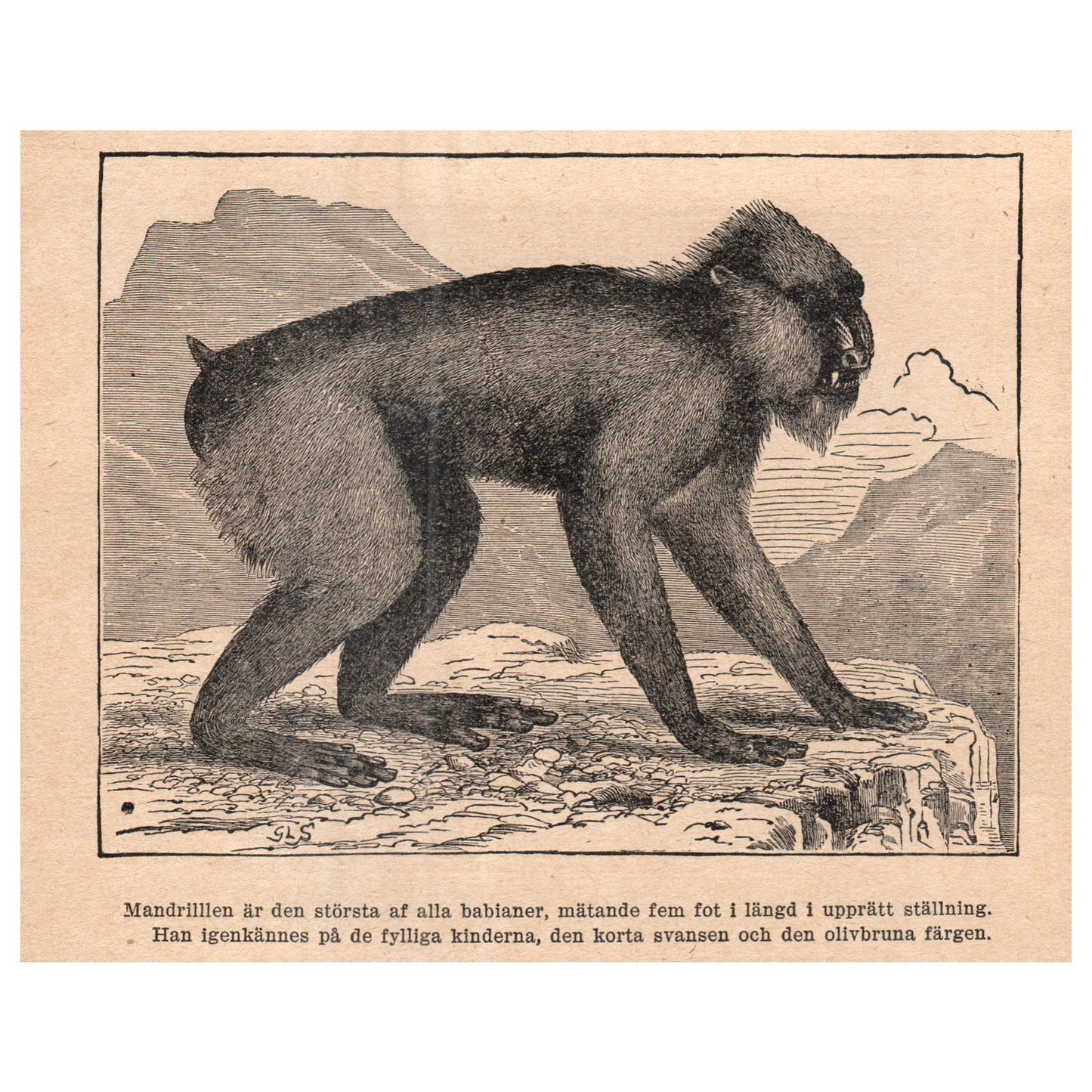 The Mandrill Baboon 1909 Swedish Engraving Print AF5-15