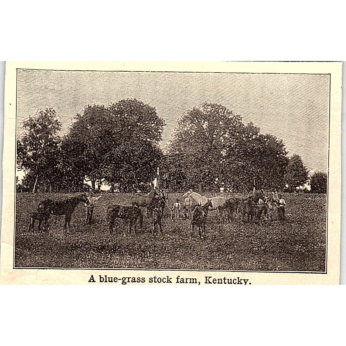 A Blue-Grass Stock Farm in Kentucky 3x3.5" 1901 Engraving AF6-M9