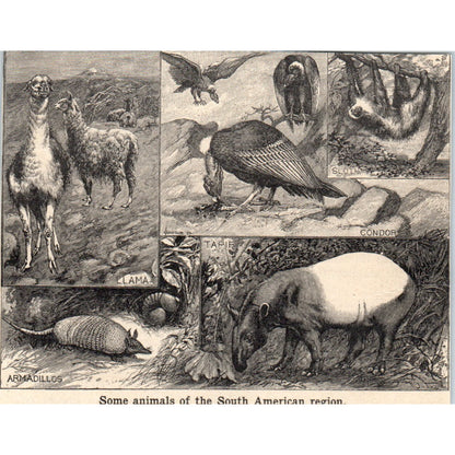 Animals South America Armadillo Llama Condor Sloth Tapir 1901 Engraving AF2-A6