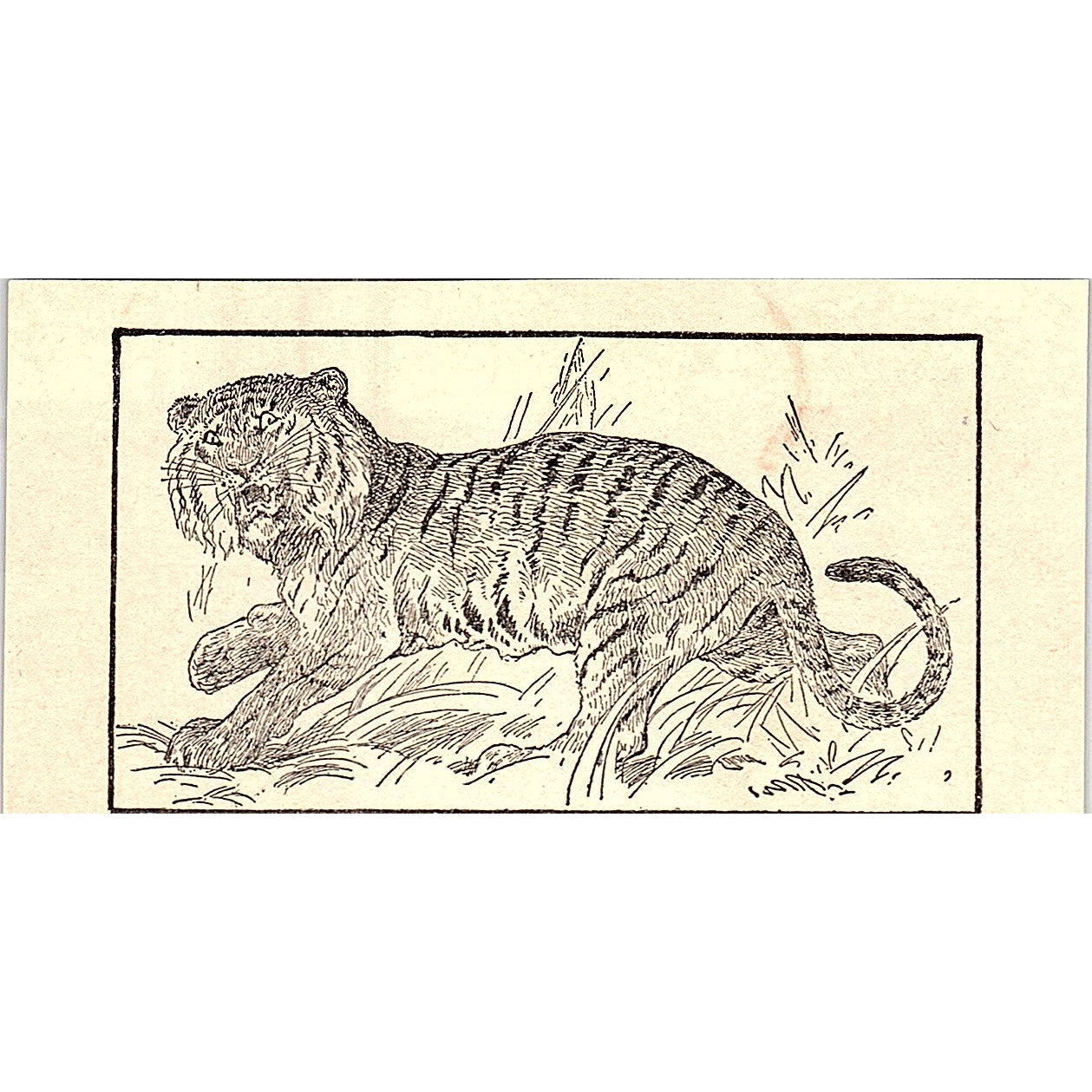 Tiger 1902 Engraving Plate AF4-M1