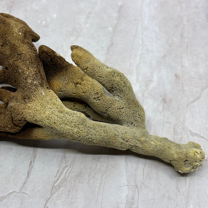 Vintage Dead Man's Fingers Ocean Sea Sponge 8" Long TG7