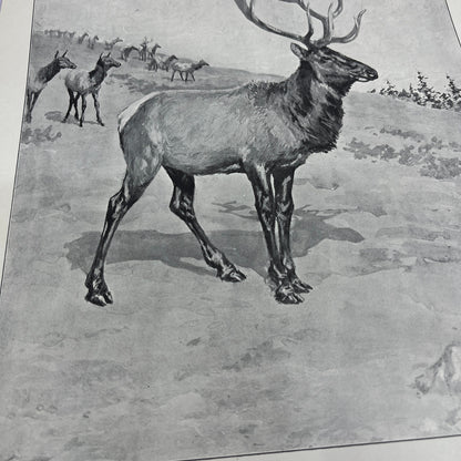 King of the Herd - Elk - Original 1904 A.B. Frost Art Print V14-3