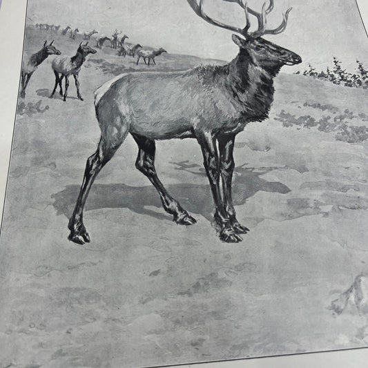 King of the Herd - Elk - Original 1904 A.B. Frost Art Print V14-3
