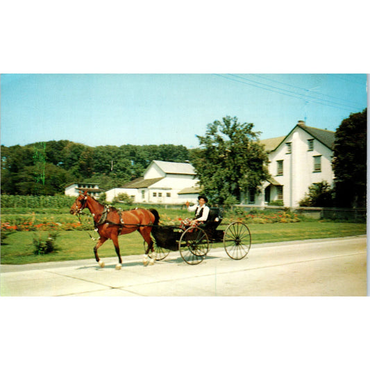Amish Boy on Sunday Buggy Ride Pennsylvania Dutch Country Postcard PD8