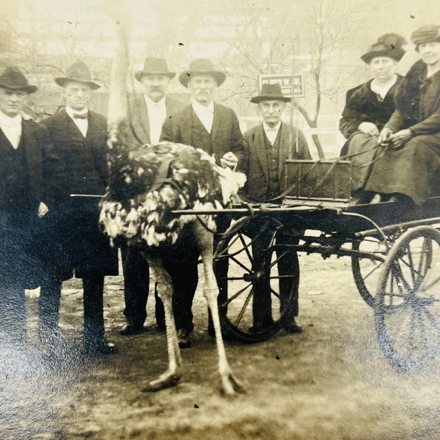 Antique RPPC Ostrich Pulling Ladies in Cart Florida PA1