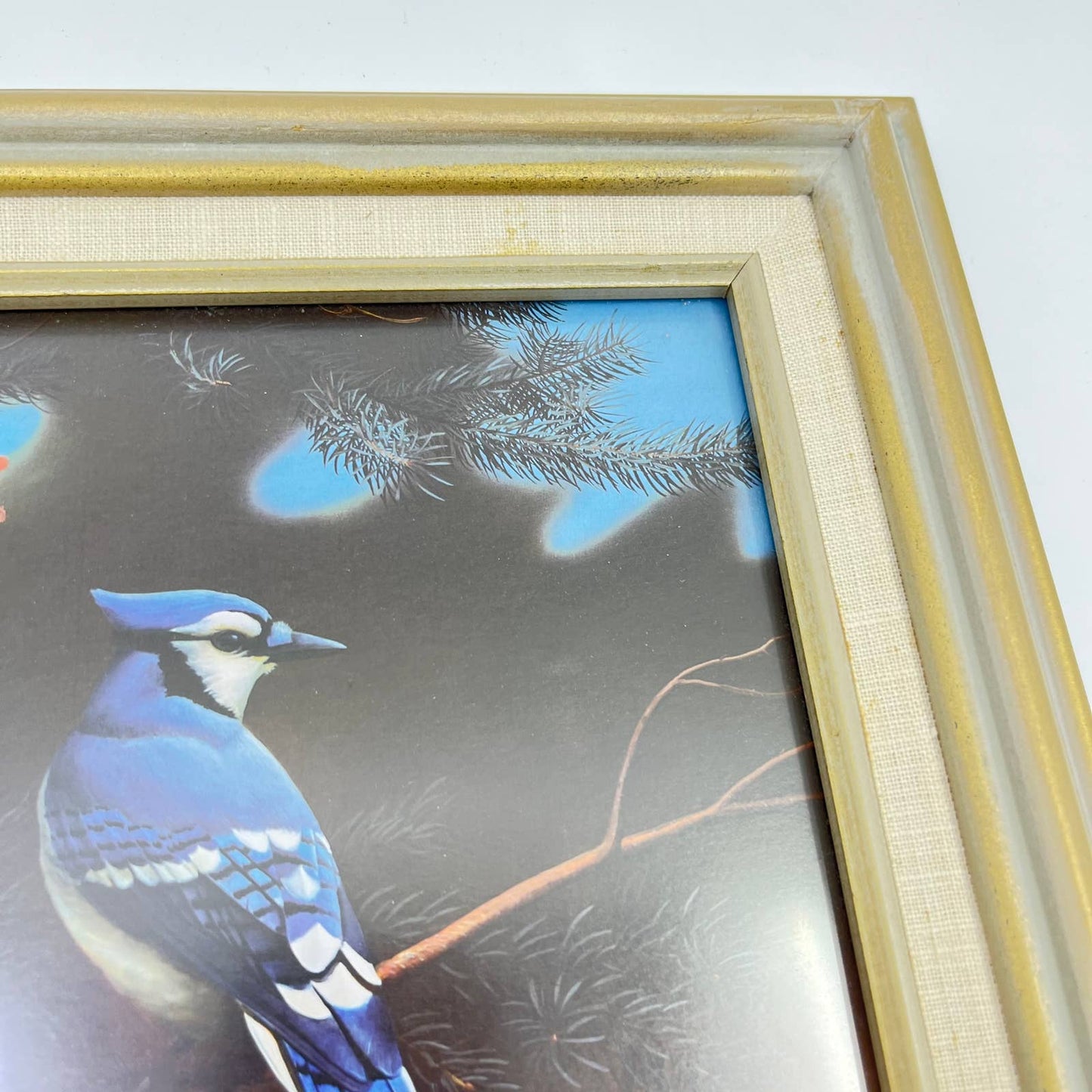 1970s Blue Jay Framed Photo Print 11x13 TE7