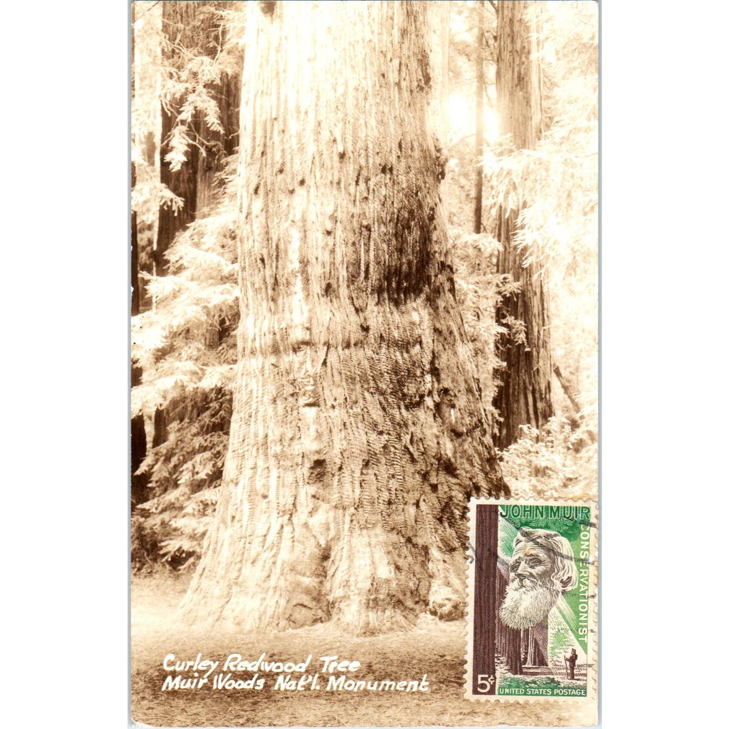Curly Redwood Tree Muir Woods National Monument - Original RPPC Postcard TJ7-RP3