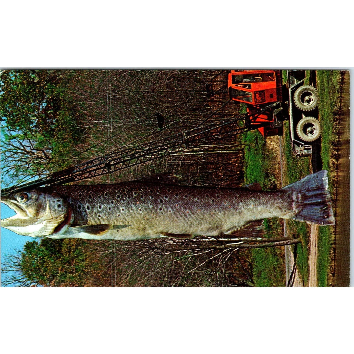 Fishing; Crane Holding Giant Fish 1970s - Original Postcard TJ9-P1