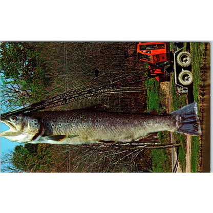Fishing; Crane Holding Giant Fish 1970s - Original Postcard TJ9-P1