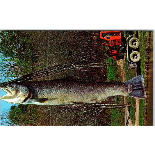 Fishing; Crane Holding Giant Fish 1970s - Original Postcard TJ9-P1