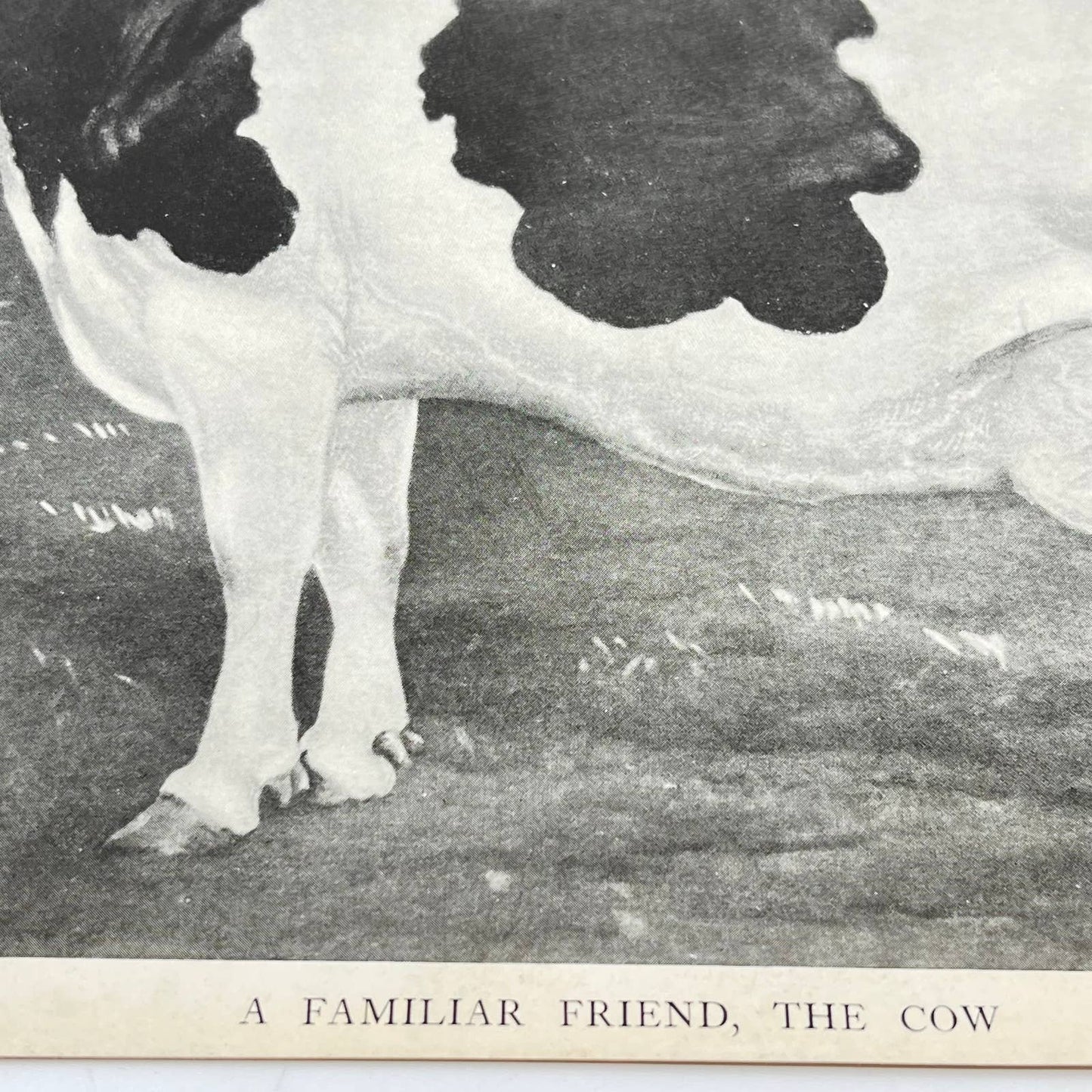 1923 Holstein-Friesian Cow Print: A Familiar Friend, The Cow 9x12” FL3