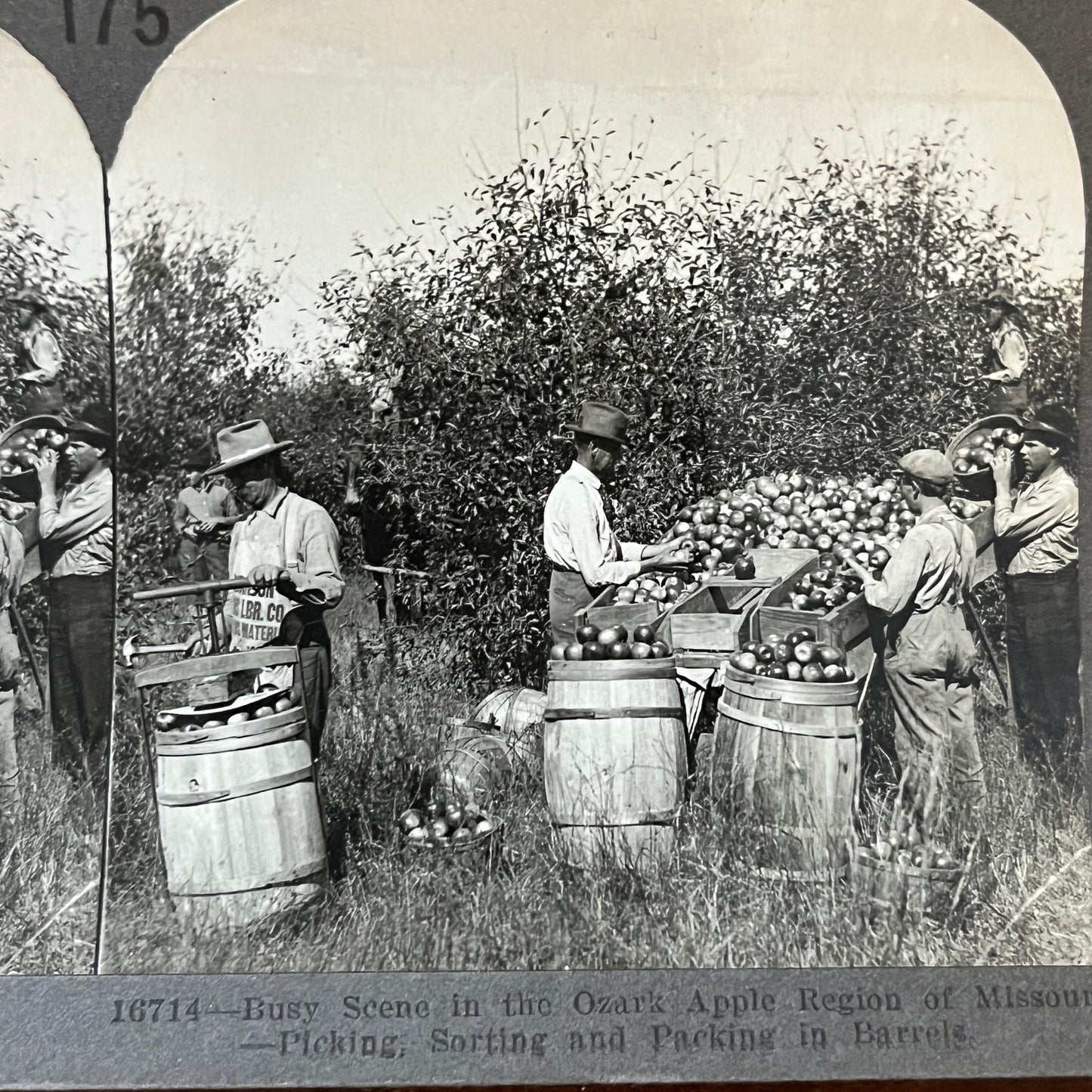 Packing Apples Ozark Apple Region Missouri Antique Stereoview Card H2-2