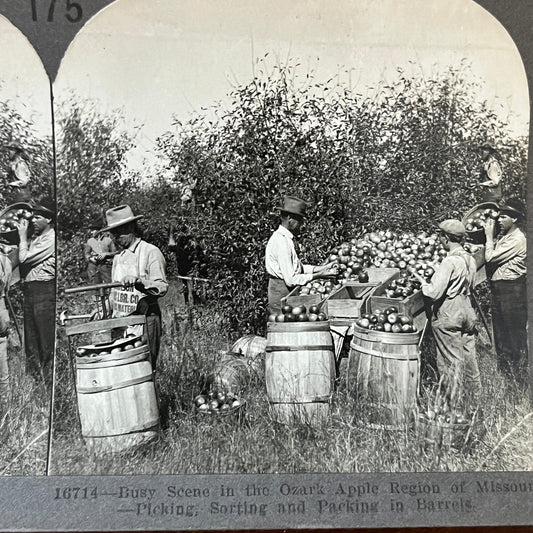 Packing Apples Ozark Apple Region Missouri Antique Stereoview Card H2-2