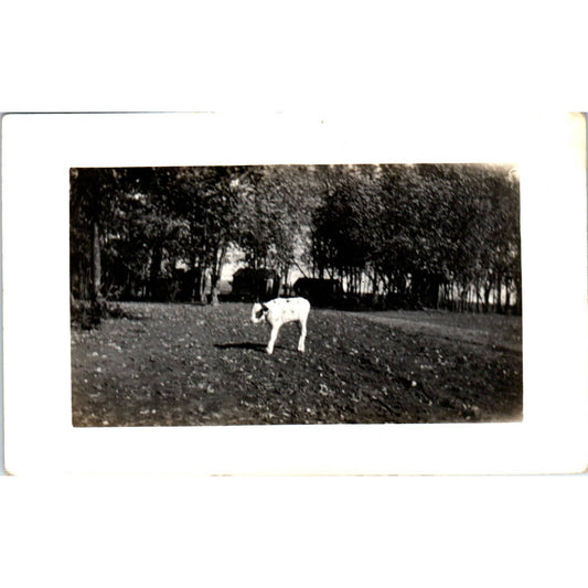 Antique RPPC Postcard Young Cow Calf in a Field EA3