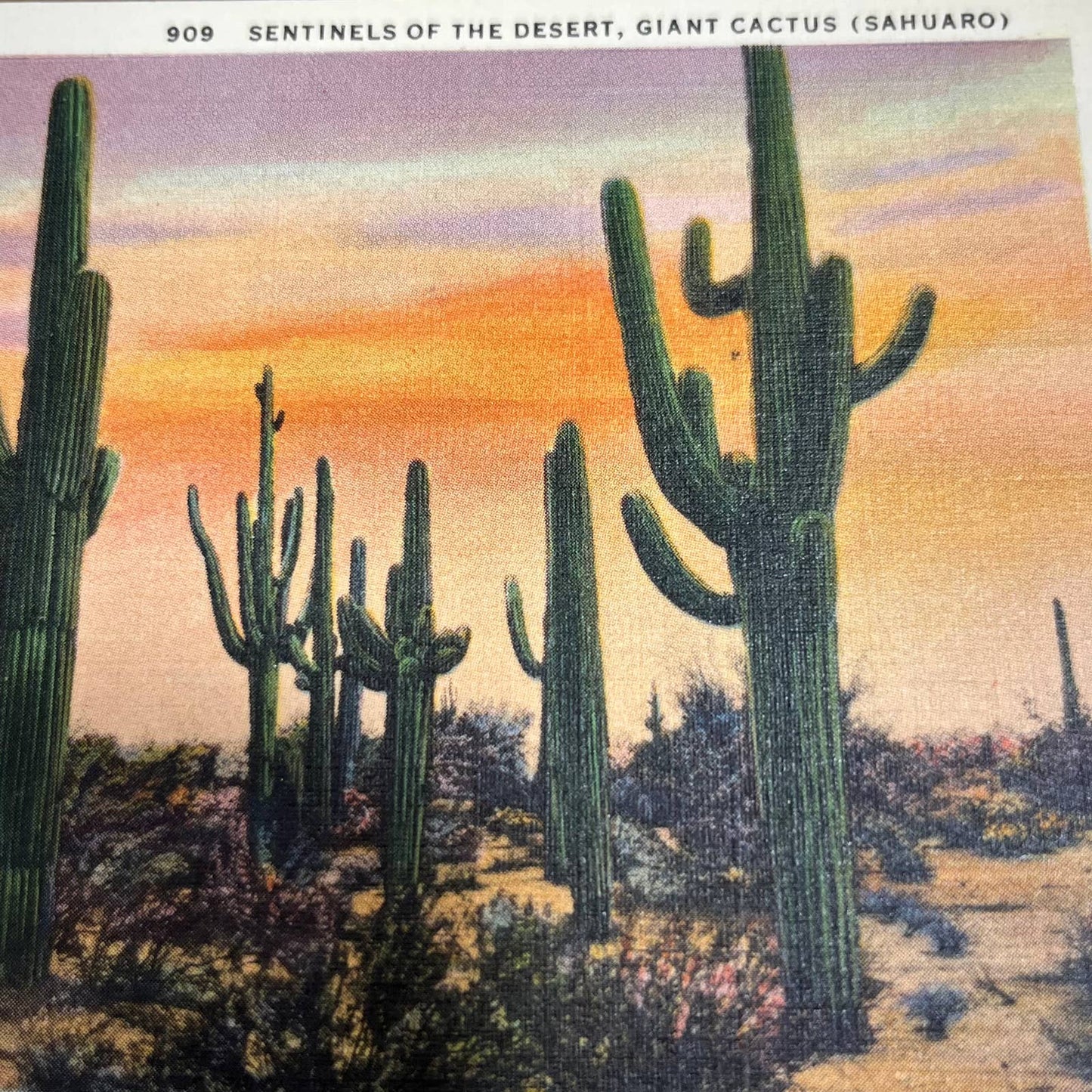 Vintage Postcard Sentinel of the Desert Giant Cactus Sahuaro Saguaro Arizona PA1