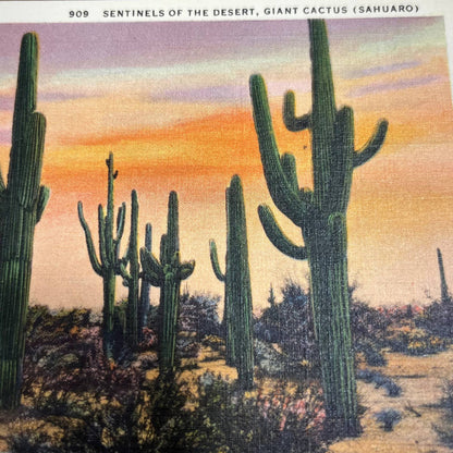 Vintage Postcard Sentinel of the Desert Giant Cactus Sahuaro Saguaro Arizona PA1