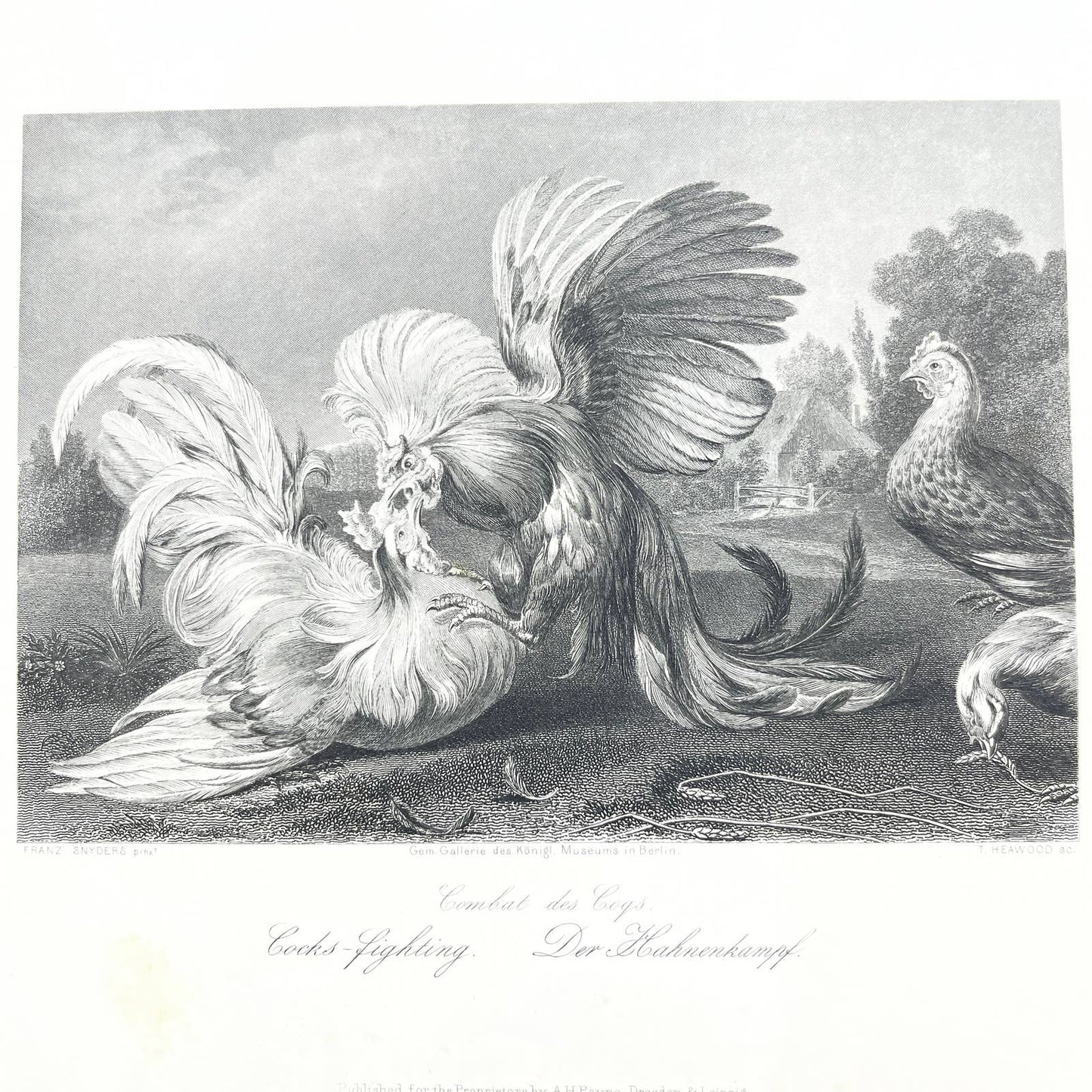 1864 Original Steel Art Engraving - Cocks Fighting Franz Snyders 8.5x11" AC3