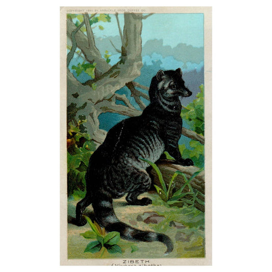 Zibeth - Viverra Zibetha - 1880s Victorian Trade Card TJ8-3