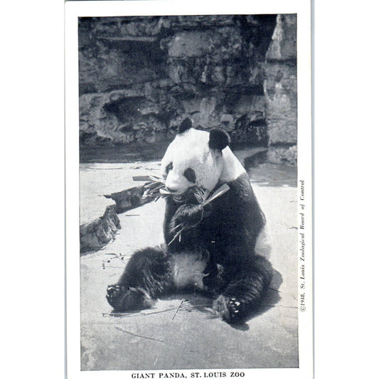 Great Panda St. Louis Zoo 1940s - Original Postcard TJ9-P1