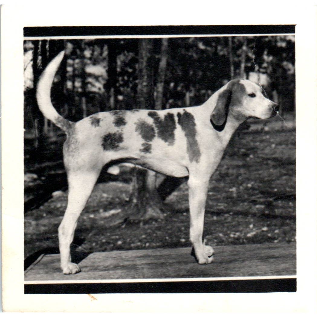 Vintage Original Photograph Treeing Walker Coonhound 3.5" SE5