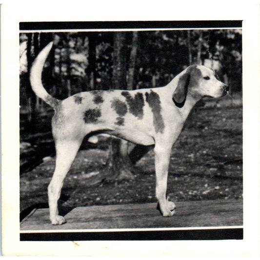 Vintage Original Photograph Treeing Walker Coonhound 3.5" SE5