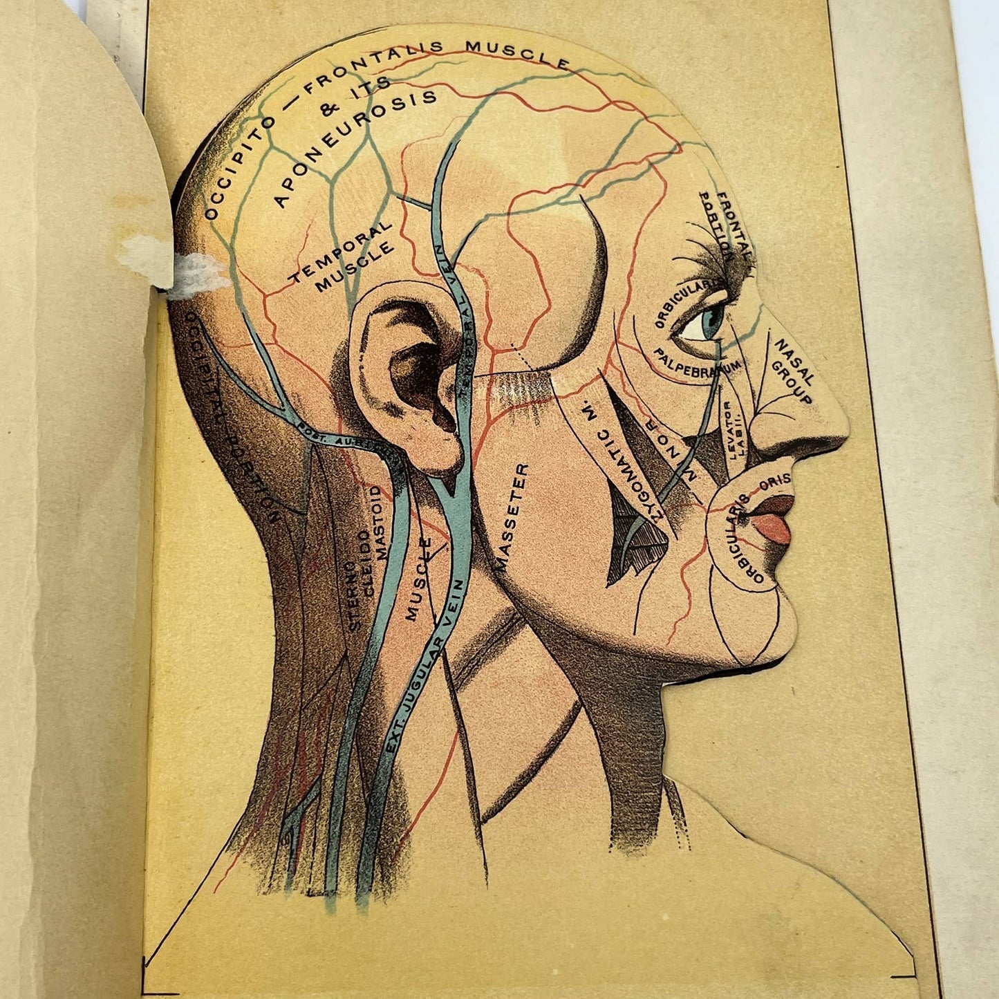 1892 Anatomical Fold-Out Head Skull Brain 6 Sections Bradley & Woodruff AC8