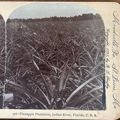 Pineapple Plantation Indian River Florida 1893 Antique Stereoview Card TJ9-V3