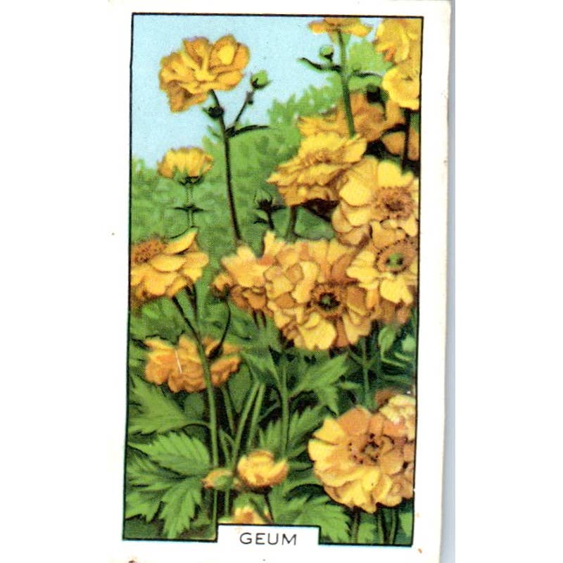 1930s Gallaher Cigarette Card Garden Flowers #36 Geum SE5