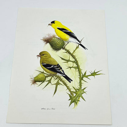 Vintage Art Print The American Goldfinch Michael James Riddet 8.5 x 11 AA8