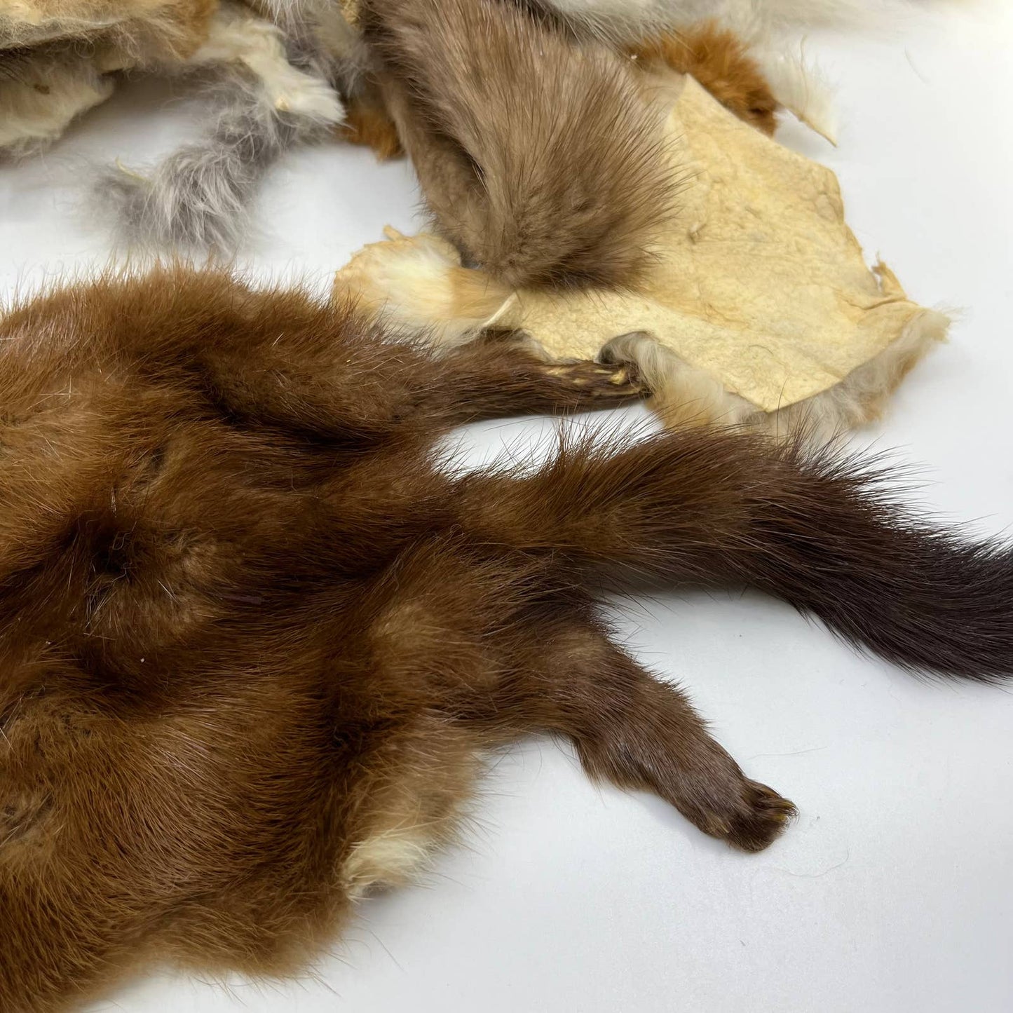 HUGE Fur Scrap Lot 2+ Pounds Fox Coyote Beaver Ermine More Craft Remnants FL3