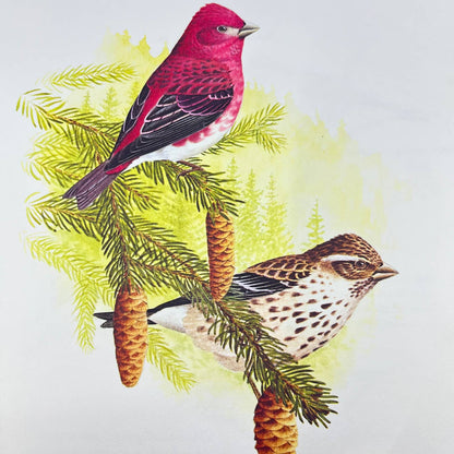 Vintage Art Print Purple Finch Michael James Riddet 8.5 x 11 AA8