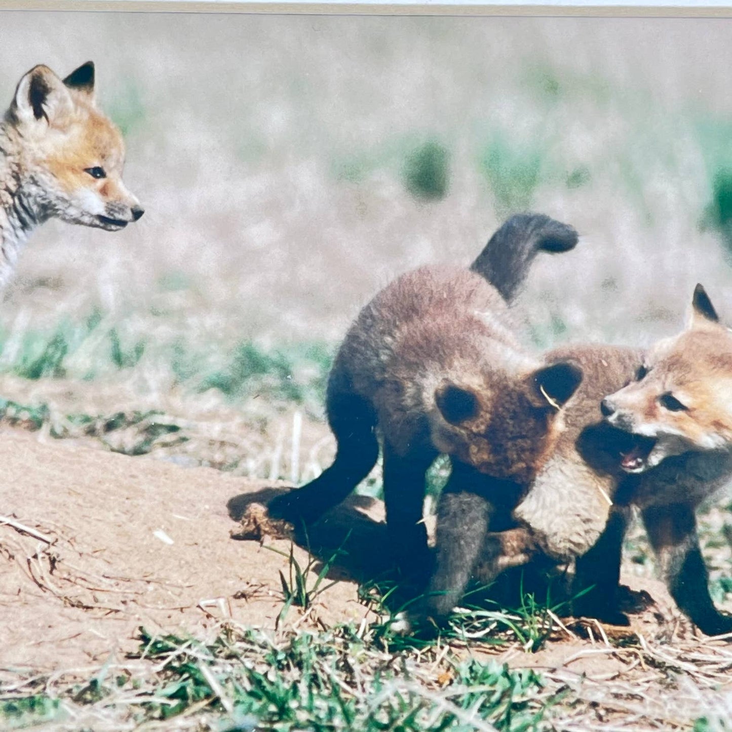 1995 Matted Limited Photo Print of Fox Kits Mark & Sue Werner 3/500 8 x 10 FL3