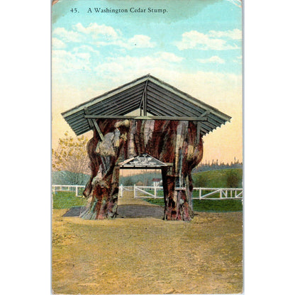 Antique Postcard A Washington Cedar Stump Spokane Washington TD9