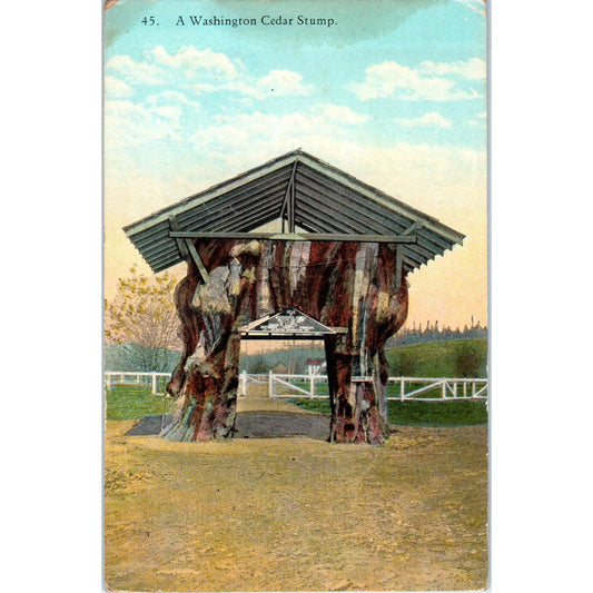 Antique Postcard A Washington Cedar Stump Spokane Washington TD9