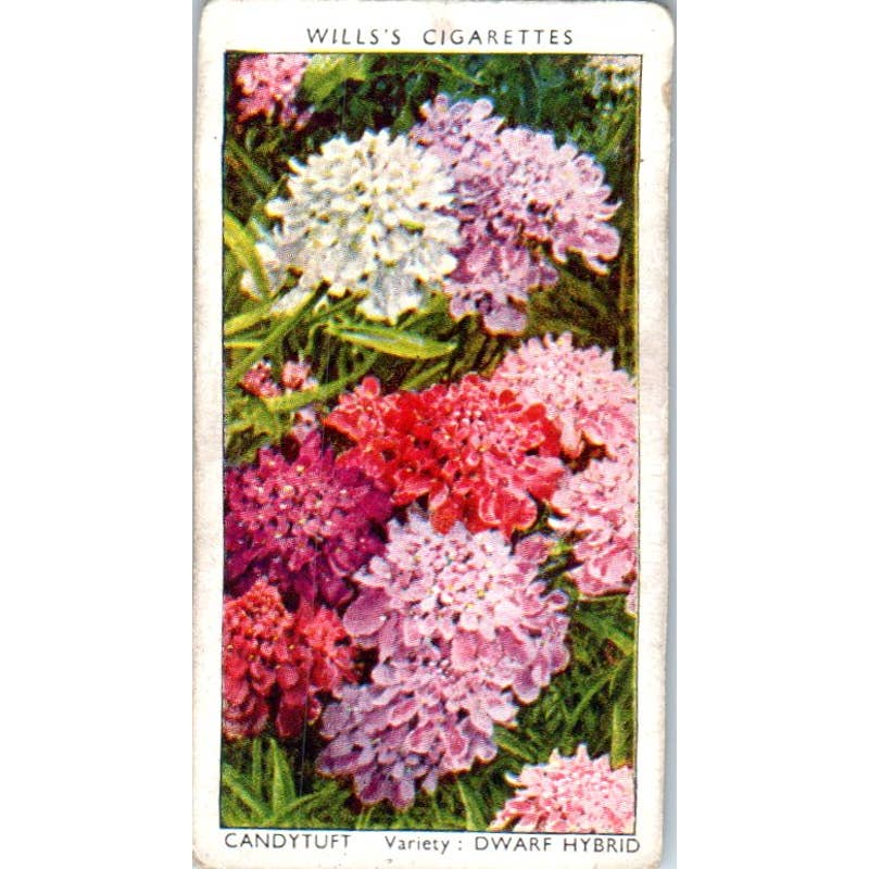 1930s Wills's Cigarette Card Garden Flowers #9 Candytuft SE5