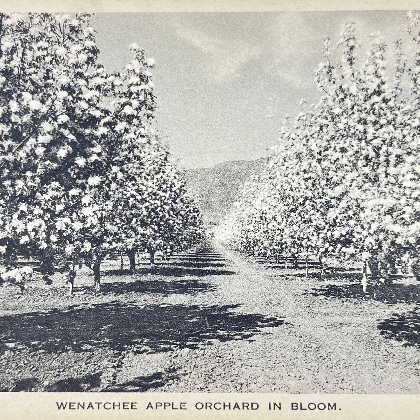 1910s Post Card Wenatchee Washington Apple Orchard in Bloom SC9