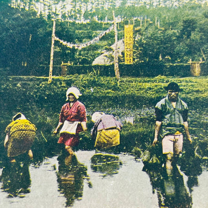 c1895 Stereoview Card Hand Tinted Japanese Farmers Cultivating Rice in Japan