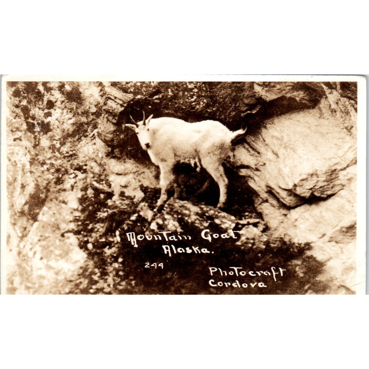 Mountain Goat in Alaska RPPC Original Postcard P2-6
