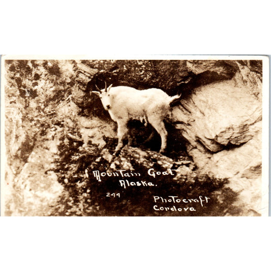 Mountain Goat in Alaska RPPC Original Postcard P2-6