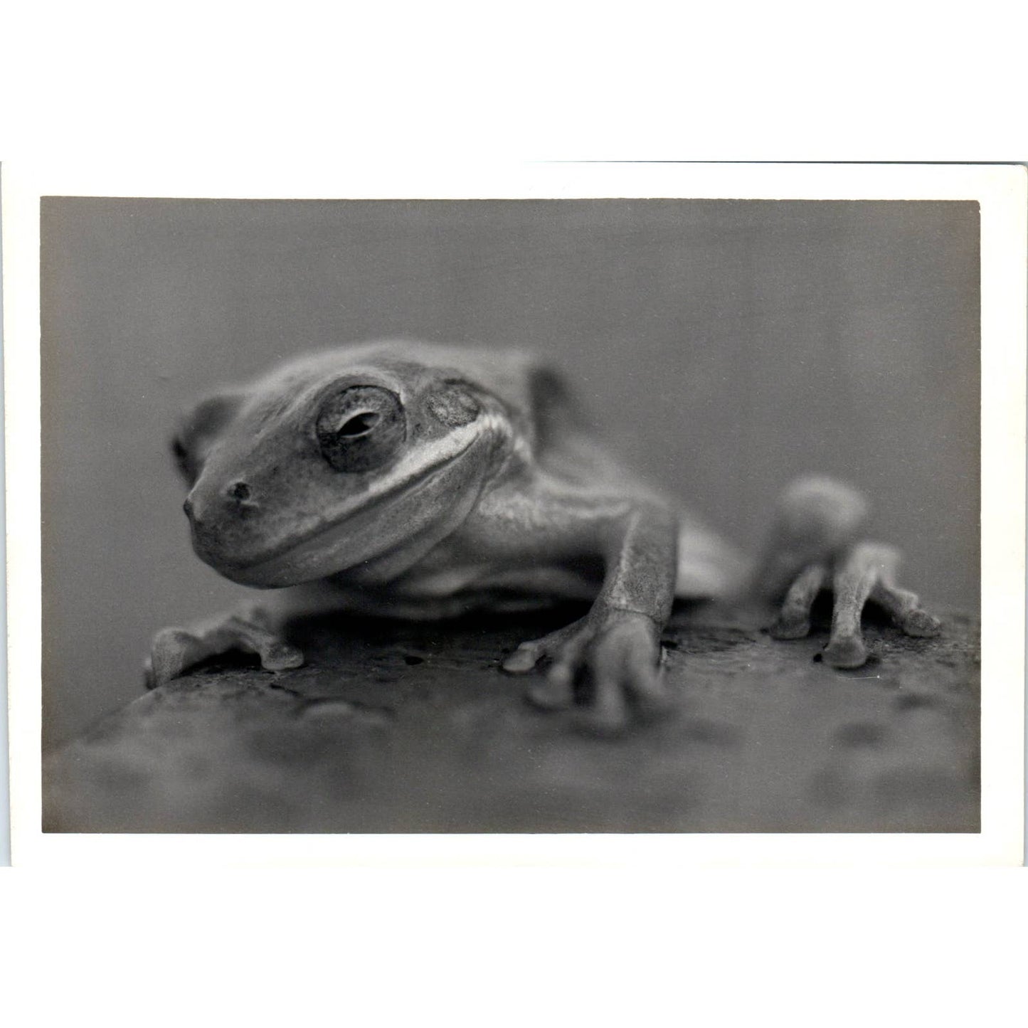 c1970 Original Photograph Tree Frog Close Up 5x7" AD6
