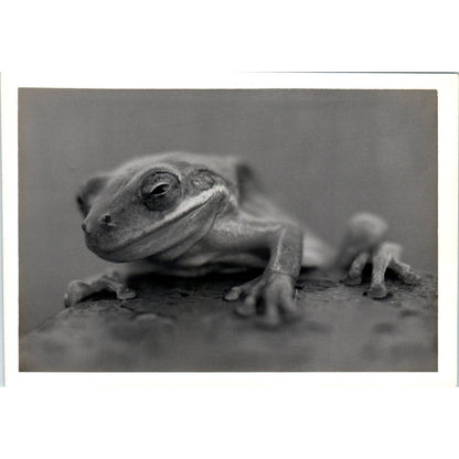 c1970 Original Photograph Tree Frog Close Up 5x7" AD6