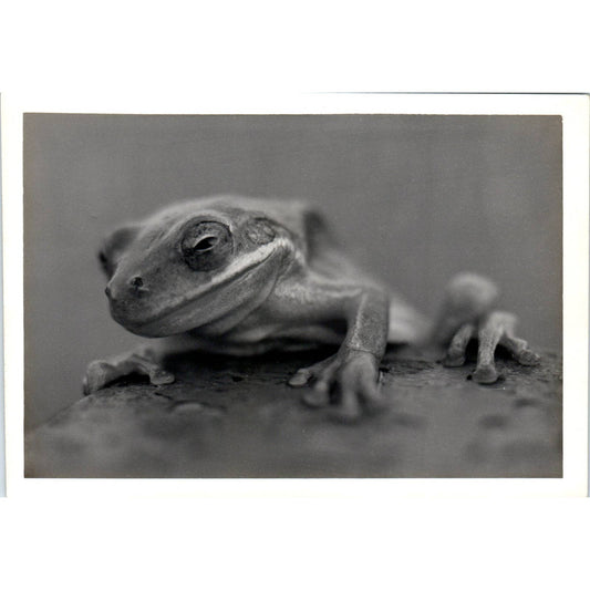 c1970 Original Photograph Tree Frog Close Up 5x7" AD6