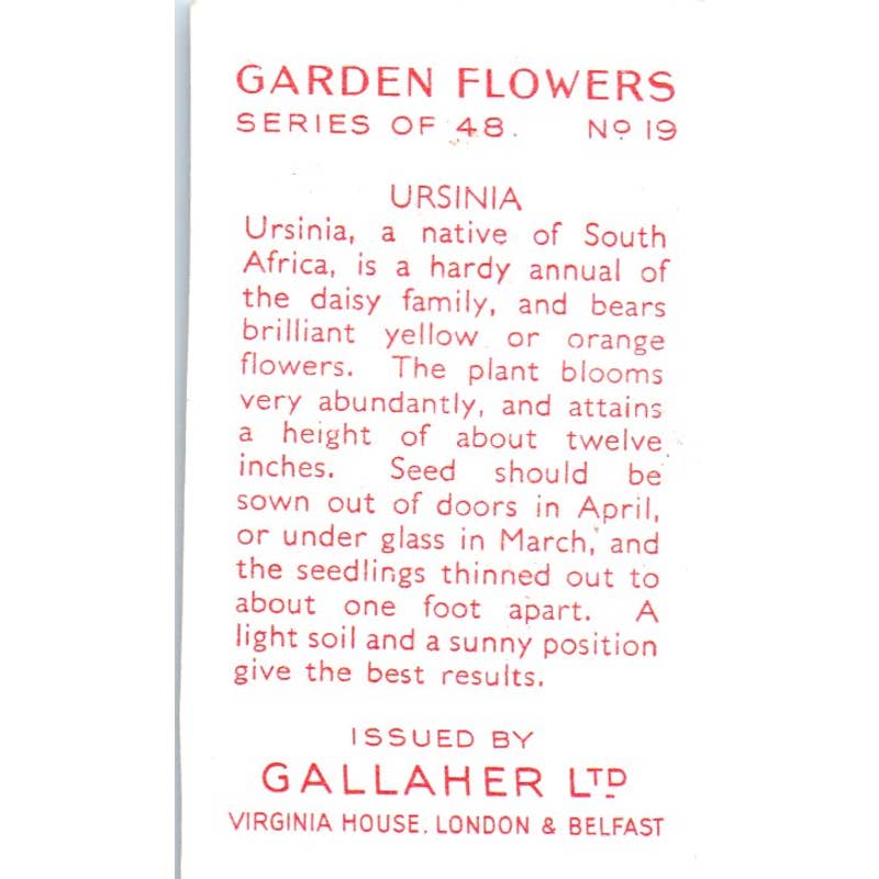 1930s Gallaher Cigarette Card Garden Flowers #19 Ursina SE5