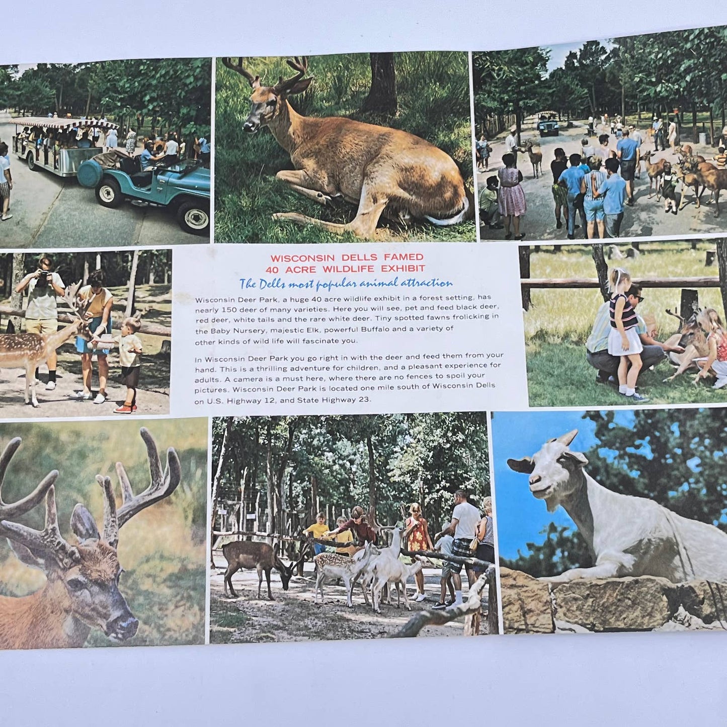 1970s Wisconsin Dells Deer Park Brochure Fold Out Felix Palm SC6