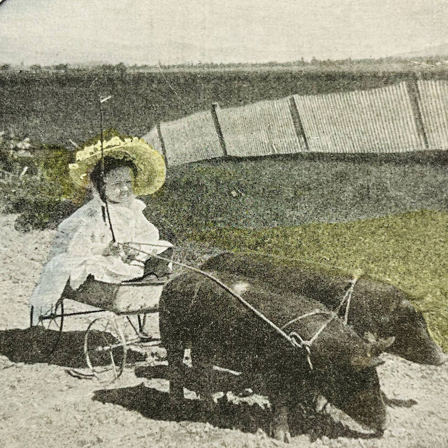 c1890 Stereoview Card Hand Tinted Victorian Girl in Buggy Pulled By Pigs