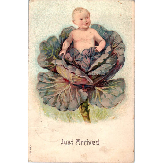 Baby in Cabbage Face in Flower 1909 Birth Announcement Original Postcard TK1-27