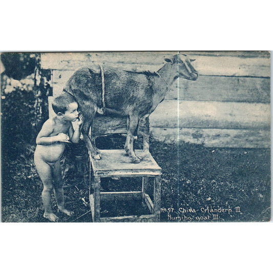 Chiva Criandera Nursing Goat III Havana Cuba Original Postcard TK1-P16