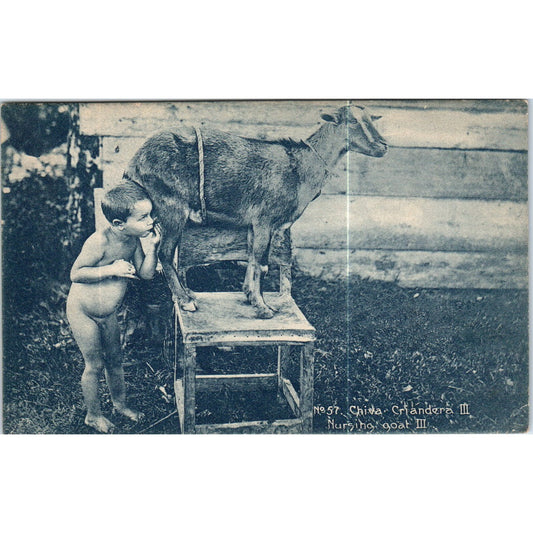 Chiva Criandera Nursing Goat III Havana Cuba Original Postcard P3-1