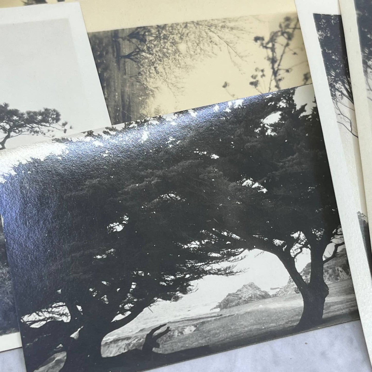 1925 Collection of Photos, Negatives Trees in CA San Diego Lake Arrowhead TK1-PL